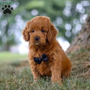 Blaze, Mini Goldendoodle Puppy
